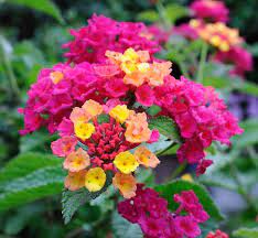 Lantana In Pink And Yellow If You Have A Hot Baked Spot Lantana Is Your Answer This Hardworking Plant Not Only Thrives With L Plants Lantana Calming Spaces