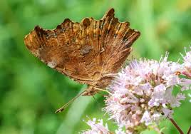 Image result for Polygonia c-album