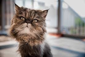 Persian cats need a balanced diet that consists of both wet and dry foods. 6 Best Cat Foods For Persian Cats Of 2021 Healthy Diet Cat Mania