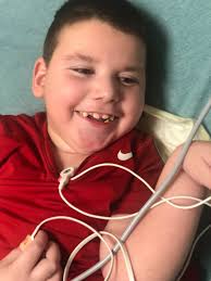 Small breed dog for wheelchair user