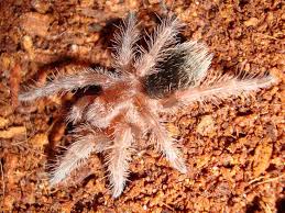 Image result for Digitaria pulchra