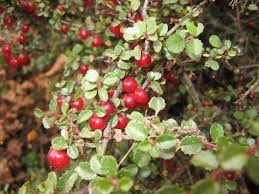 First are the eurasian berries: Spiny Redberry Nature Collective