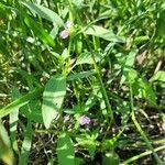 Image result for Justicia heterocarpa