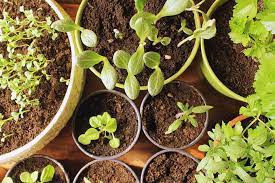 This video starts with picking the right garden size, fencing, mulc. How To Plant Your First Vegetable Garden Gardener S Path