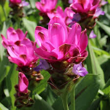 In fall, leaves turn scarlet red, and fruit are red and showy. Long Blooming Florida Perennials Costa Farms