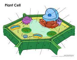 Improve your science knowledge with free questions in plant cell diagrams: Printable Plant Cell Diagram Labeled Unlabeled And Blank
