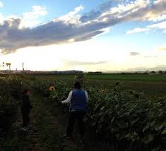 Check spelling or type a new query. Cut Your Own Flowers Blumen Zum Selbstschneiden Travel Events Culture Tips For Americans Stationed In Germany
