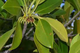 Image result for Bruguiera