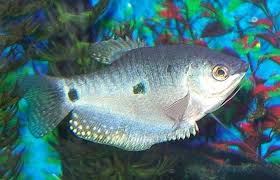 Blue Gourami Fact Sheet Fact Sheet Blue Aquarium Fish