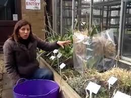This means that they must not be watered under any circumstances. How To Help Your Agapanthus Through The Winter Youtube