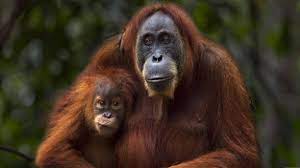 Example sentences from the web for orang. Orang Utans Training Fur Ein Leben In Freiheit Video Thema Lektionen Dw 22 01 2020