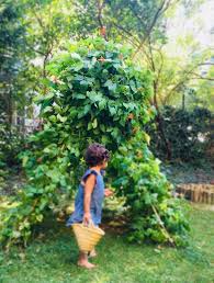 Ein Bohnenzelt Im Garten Naturbewusstsein Lieblingsbande Feuerbohne Garten Zelten