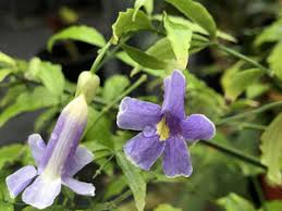 Image result for Thunbergia stelligera