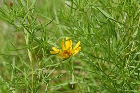 Image result for Vangueria esculenta