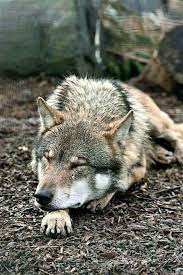 Pin By Penzari Lupine On Wolves Sleeping Wolf Wolf Dog Wolf Poses