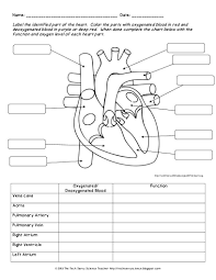 Printable Anatomy Labeling Worksheets Human Body Worksheets Heart Diagram Human Body Systems