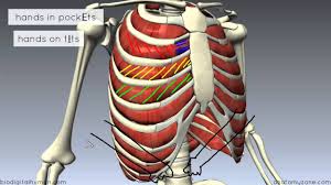 On a muscular person when the muscles stretch. Muscles Of The Thoracic Wall 3d Anatomy Tutorial Youtube