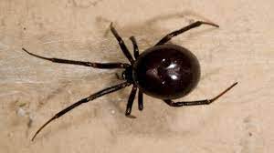 In urban areas of north america, false black widow spiders are quickly displacing. False Widow Spider Ireland Where To Find Them And Why Experts Are Warning The Public Dublin Live