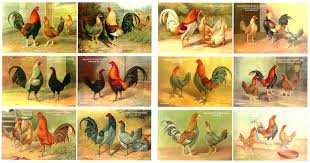 Herbert Atkinson Old English Game Fowl Game Fowl