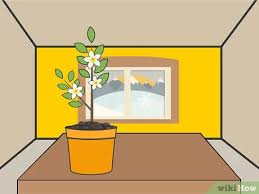 Maybe you would like to learn more about one of these? How To Plant Night Blooming Jasmine 14 Steps With Pictures