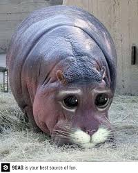 Kitopotomus Photoshopped Animals Animal Mashups Animals