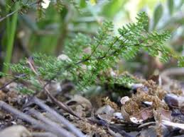 Image result for Pellaea dura