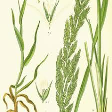 Image result for Agrostis epigejos