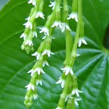 Image result for Dioscorea minutiflora