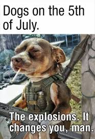 Taco After A Feast Funny Dog Memes Funny Animal Memes Cute Funny Animals