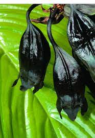 Even Prior To Blooming The Black Bat Plant Resembles Sleeping Bats Hanging Downward From Their Roost Black Flowers Bat Plant Unusual Plants