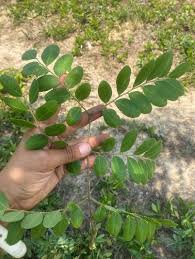 Image result for Pteleopsis anisoptera