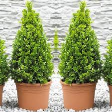 Image result for Buxus nyasica