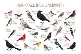 Birds Of Texas Field Guide Vermont Backyard Birds Field Guide Art Print Watercolor Etsy In 2020 Backyard Birds Bird Poster Field Guide