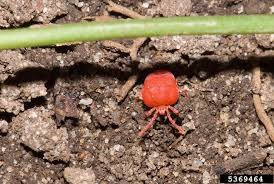 Chiggers feed on skin cells, but not on blood. Chiggers Home Garden Information Center
