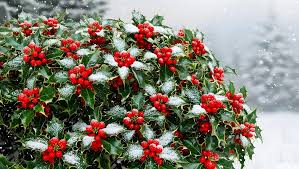 Nourish your holly bushes with holly tone fertilizer: A complete guide