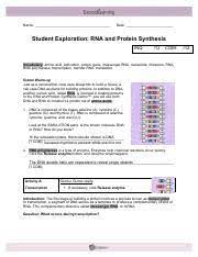 Learn about the many steps involved in protein synthesis including: Gizmo 5 Rna Proteinsynthesis Pdf Name Date Student Exploration Rna And Protein Synthesis Inq 12 Com Vocabulary Amino Acid Anticodon Codon Gene Course Hero