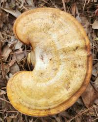 Image result for Ganoderma curtisii