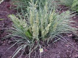 Image result for Koeleria