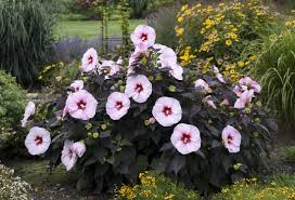 We did not find results for: How To Grow Dinner Plate Hibiscus Garden Crossings