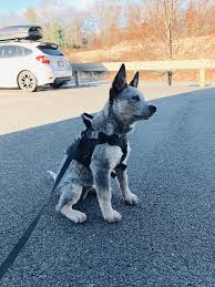 From about six months old to through the rest of her life, a female dog will experience estrus, or heat, roughly every six months. 4 Months Old And A Handful Australiancattledog