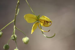 Image result for Cassia sieberiana