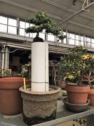 That's not intensive production, but it allows the connoisseur to keep a good one of the big advantages using bonsai mother plants, is that each only needs a maximum of 8 x 8. Tiny Flowers Big Hit Chrysanthemum Bonsai Longwood Gardens