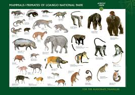 Africas Eden Poster Mammals Big Jpg Jpeg Image 2381 1684 Pixels Scaled 38 Wild Animals Pictures Animal Pictures Wild Animals List