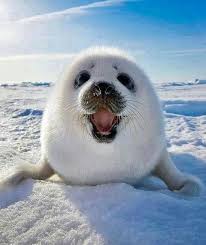 كلب البحر Animals Cute Animals Animals Beautiful