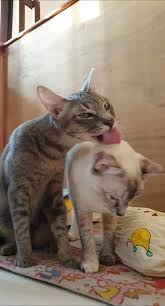 Whatever, as long as it isn't one of my mugs. Cats And Grooming Why Do Cats Lick And Groom Each Other Petreview