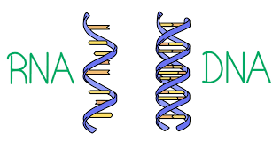 Rna, ribonucleic acid is a type of nucleic acid involved in protein synthesis. Dna Vs Rna Differences Similarities Expii