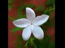 National Flower Of Pakistan قومی پھول Youtube