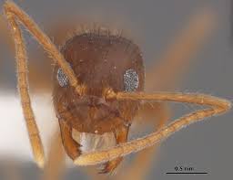 Image result for Lannea fulva