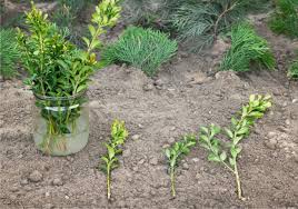 Hanno il fusto legnoso che si ramifica vicino al terreno. Talea Tecnica Di Moltiplicazione Vegetale Cos E E Come Fare