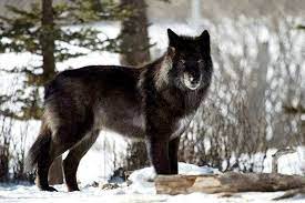 canadian wolfdog wolf dog wolfdog hybrid animals